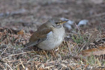 シロハラ 阿見町ふれあいの森 茨城県稲敷郡阿見町 2024年2月10日(土)