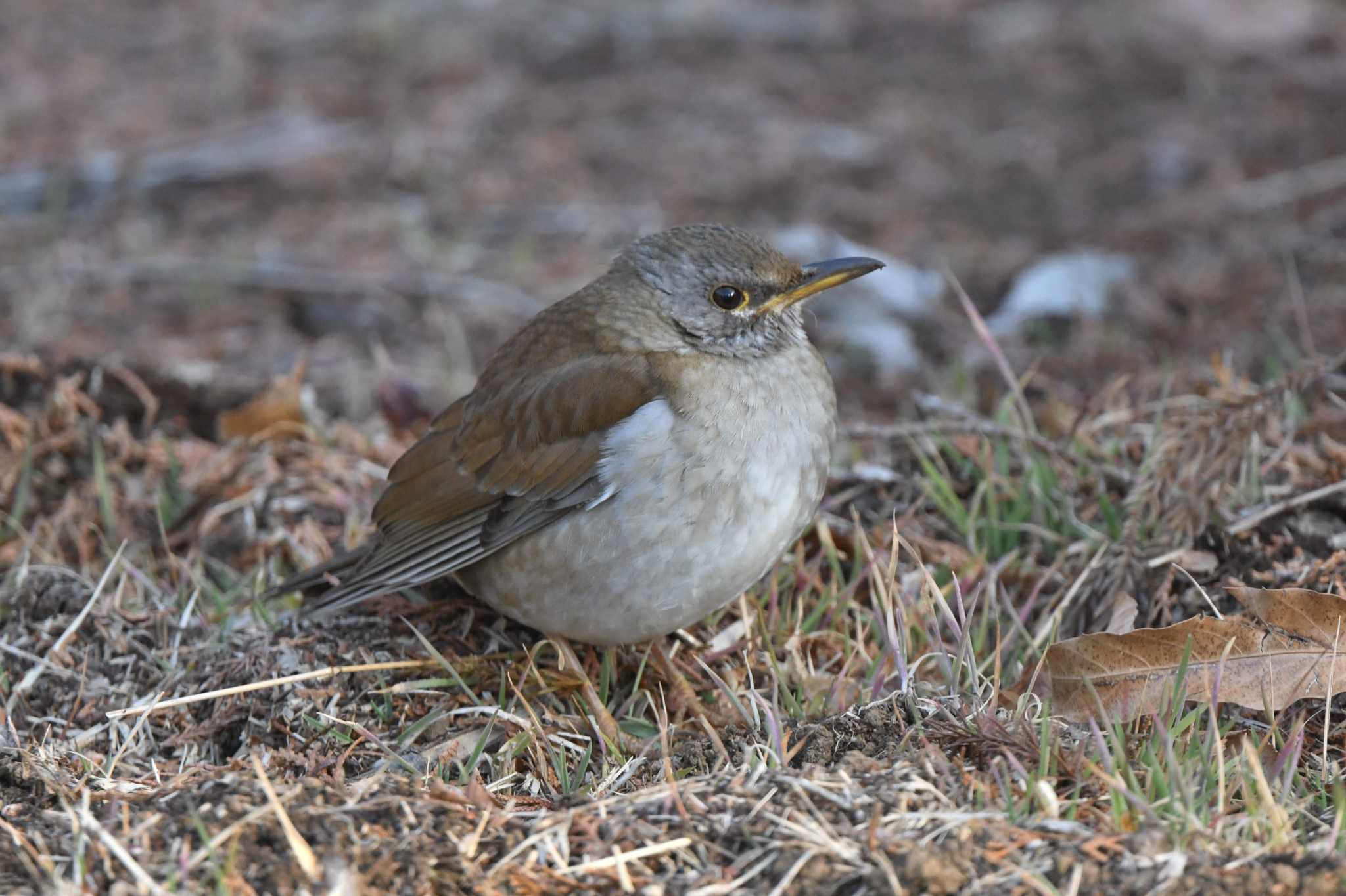 Pale Thrush