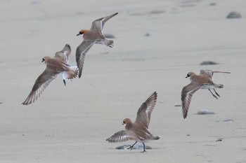 Siberian Sand Plover 御前崎海岸 Fri, 4/5/2024