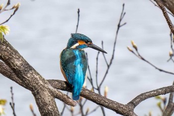 Common Kingfisher 八ッ谷池(豊田市) Sun, 4/7/2024