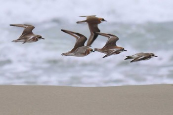 Siberian Sand Plover 御前崎海岸 Fri, 4/5/2024