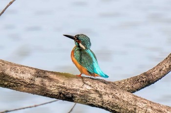 Common Kingfisher 八ッ谷池(豊田市) Sun, 4/7/2024