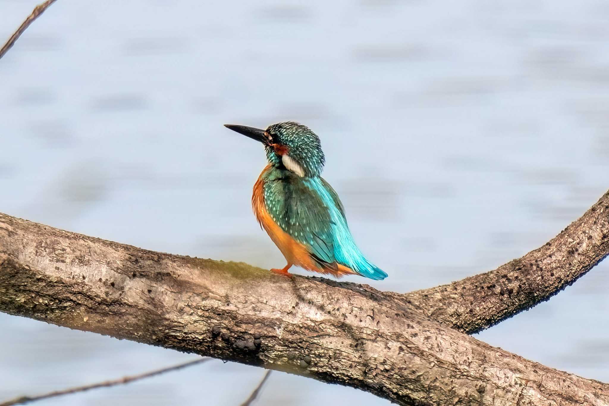 Photo of Common Kingfisher at 八ッ谷池(豊田市) by porco nero