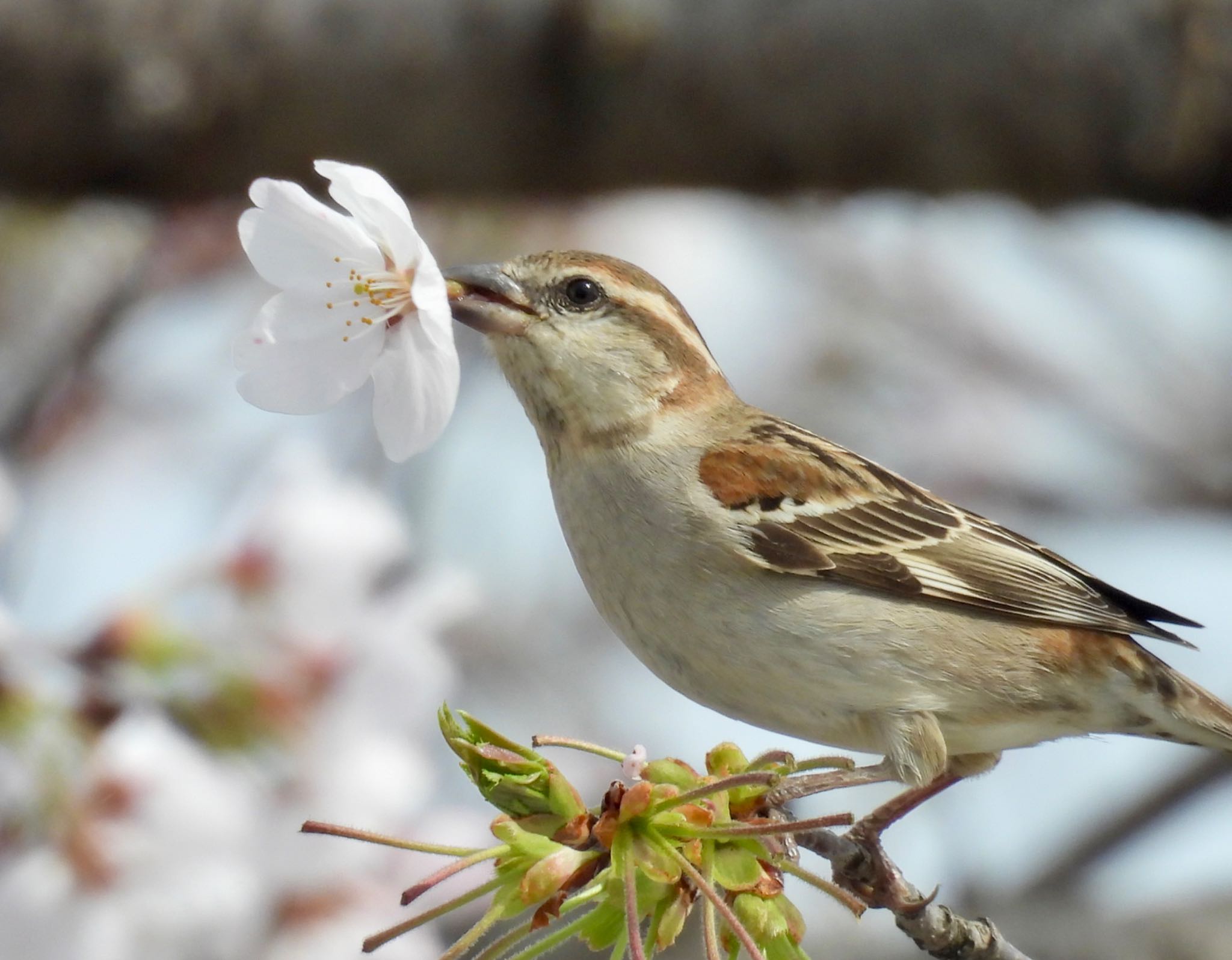 Russet Sparrow