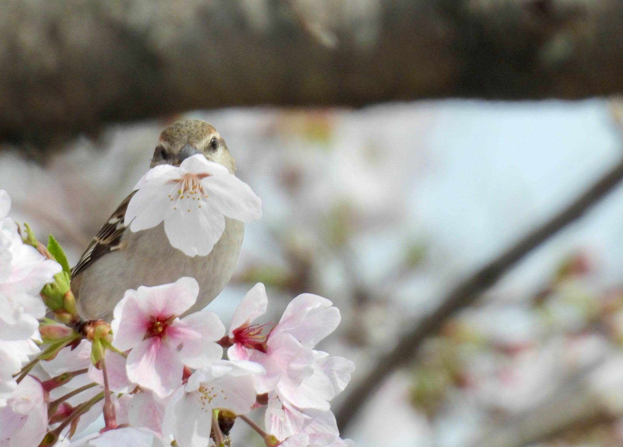 Russet Sparrow