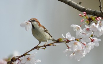 2024年4月6日(土) 愛知県愛西市の野鳥観察記録