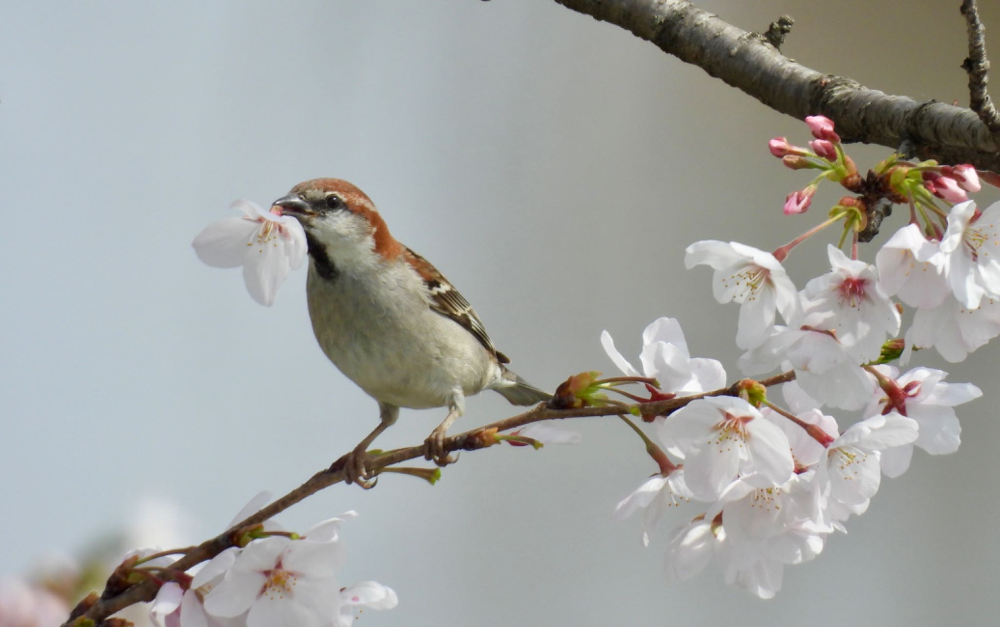 Russet Sparrow