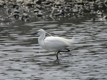 Little Egret 多摩川(丸子橋付近) Sun, 4/7/2024