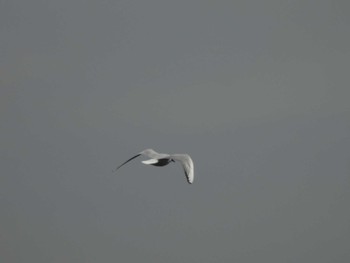 Black-headed Gull 多摩川(丸子橋付近) Sun, 4/7/2024