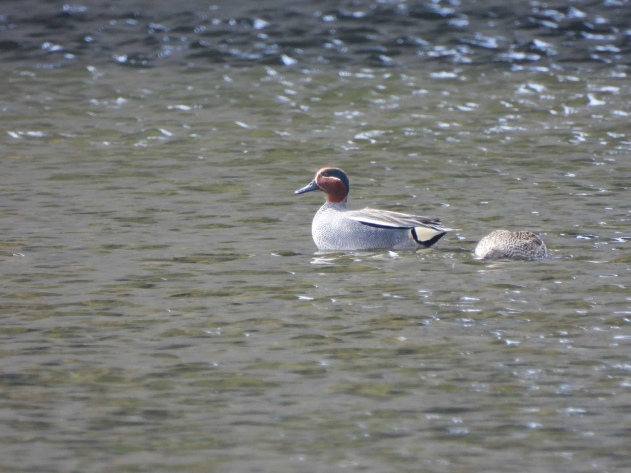 Eurasian Teal