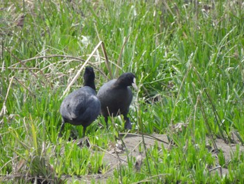 Eurasian Coot 多摩川(丸子橋付近) Sun, 4/7/2024