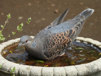 Oriental Turtle Dove 多摩川台公園 Sun, 4/7/2024