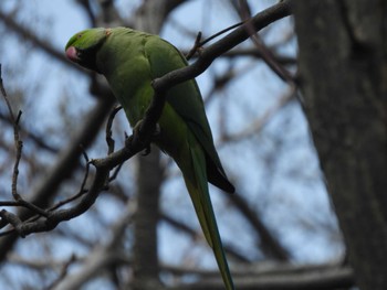 Indian Rose-necked Parakeet 多摩川台公園 Sun, 4/7/2024