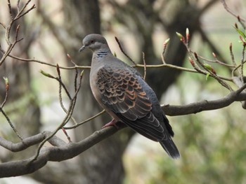 Sun, 4/7/2024 Birding report at 多摩川台公園