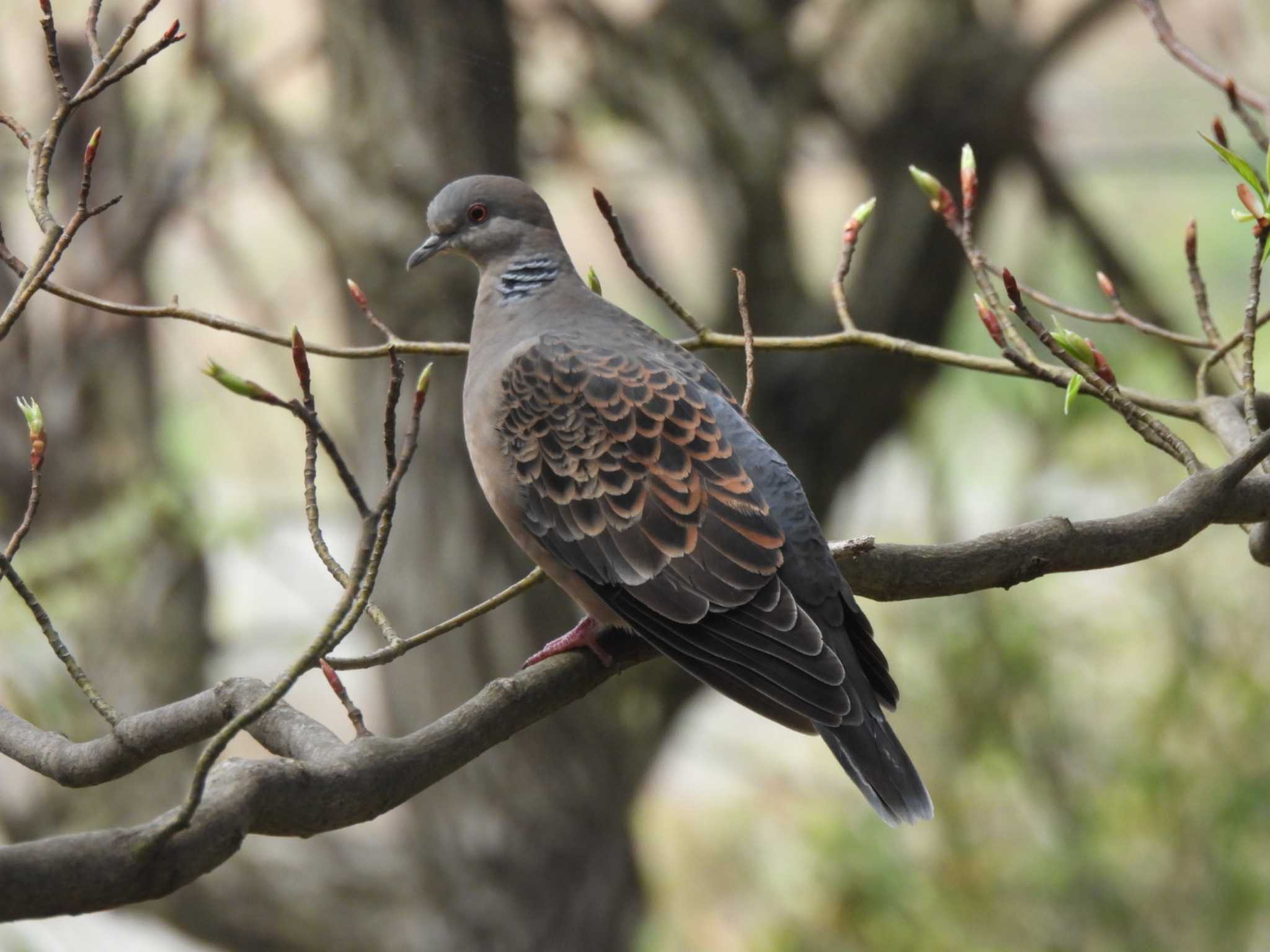 Photo of Oriental Turtle Dove at 多摩川台公園 by ミサゴ好き🐦