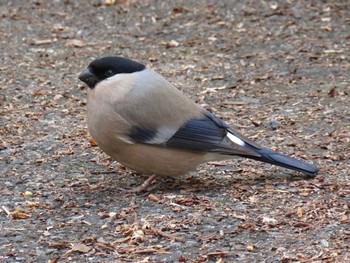 Eurasian Bullfinch 金沢林道 Sun, 4/7/2024