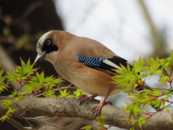 Eurasian Jay Mine Park Sun, 4/7/2024