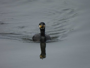 Great Cormorant 多摩川(丸子橋付近) Sun, 4/7/2024