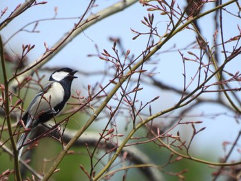 Japanese Tit 多摩川台公園 Sun, 4/7/2024