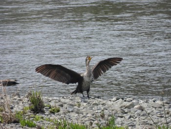 Great Cormorant 多摩川(丸子橋付近) Sun, 4/7/2024