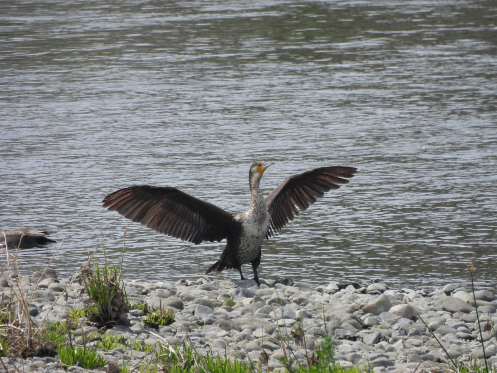 多摩川(丸子橋付近) カワウの写真 by ミサゴ好き🐦