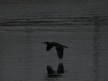 Great Cormorant 多摩川(丸子橋付近) Sun, 4/7/2024