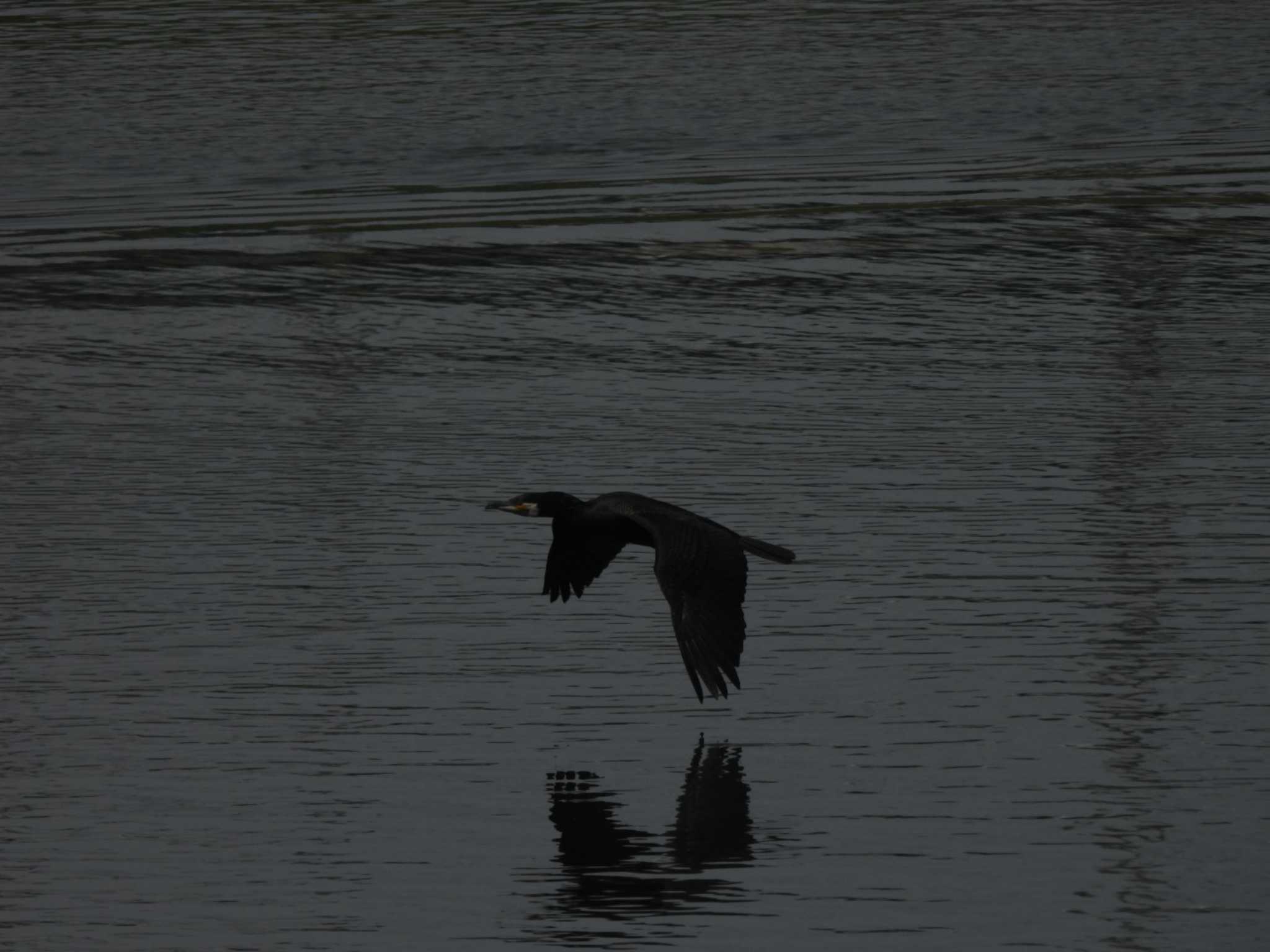 多摩川(丸子橋付近) カワウの写真 by ミサゴ好き🐦