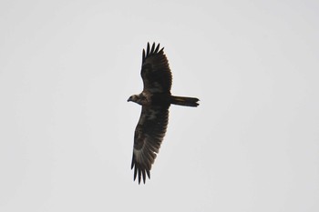 チュウヒ 葛西臨海公園 2018年12月22日(土)