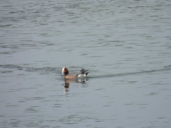 Eurasian Wigeon 多摩川(丸子橋付近) Sun, 4/7/2024