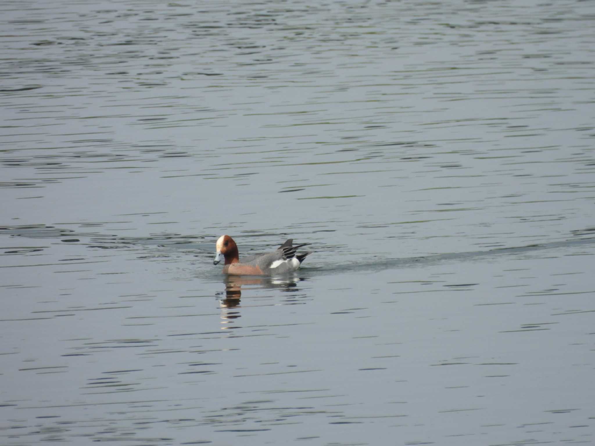 Photo of Eurasian Wigeon at 多摩川(丸子橋付近) by ミサゴ好き🐦