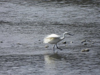 Little Egret 多摩川(丸子橋付近) Sun, 4/7/2024