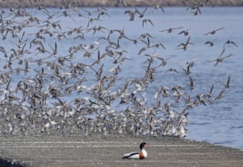 ツクシガモ ふなばし三番瀬海浜公園 2024年4月7日(日)