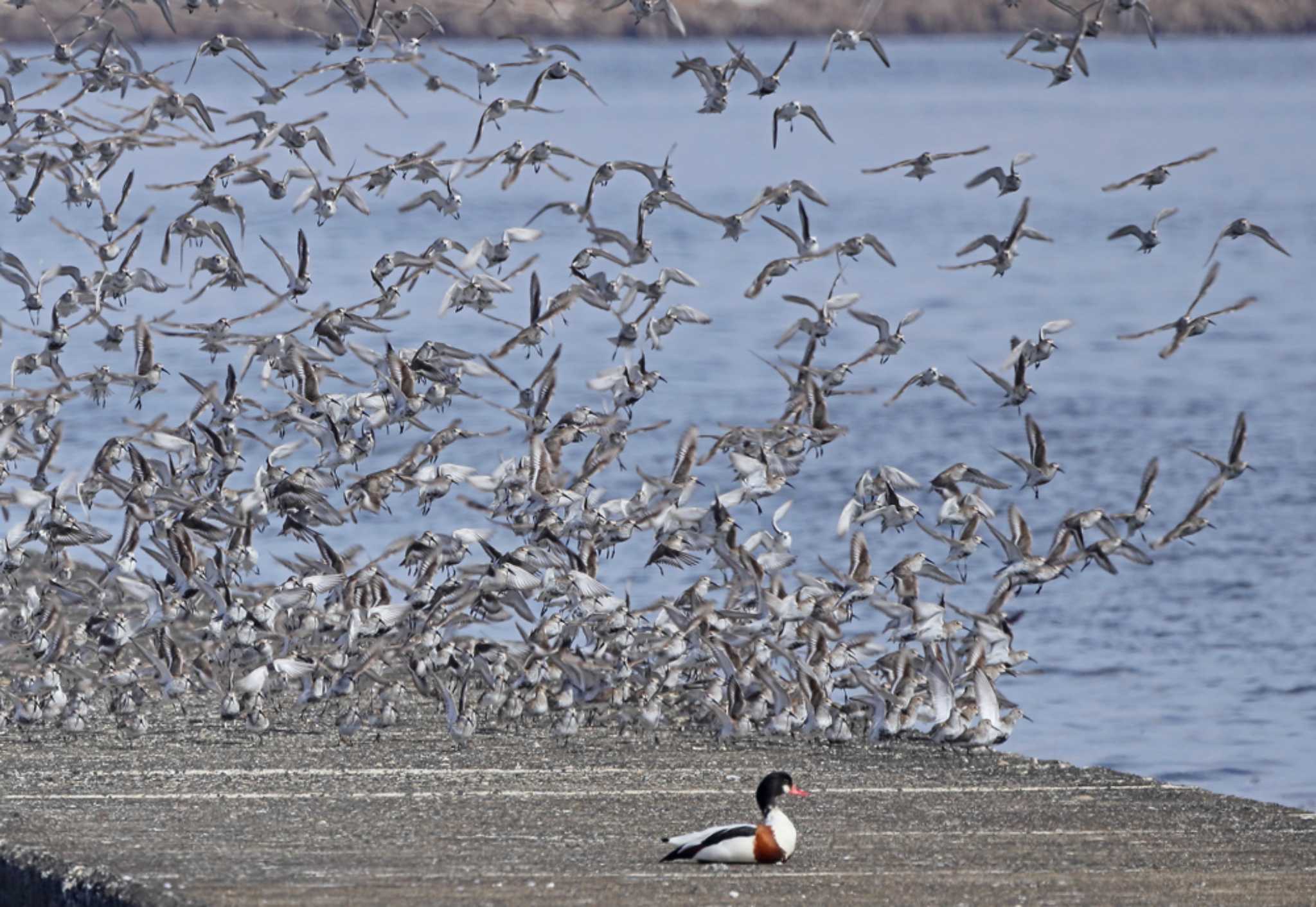 Common Shelduck