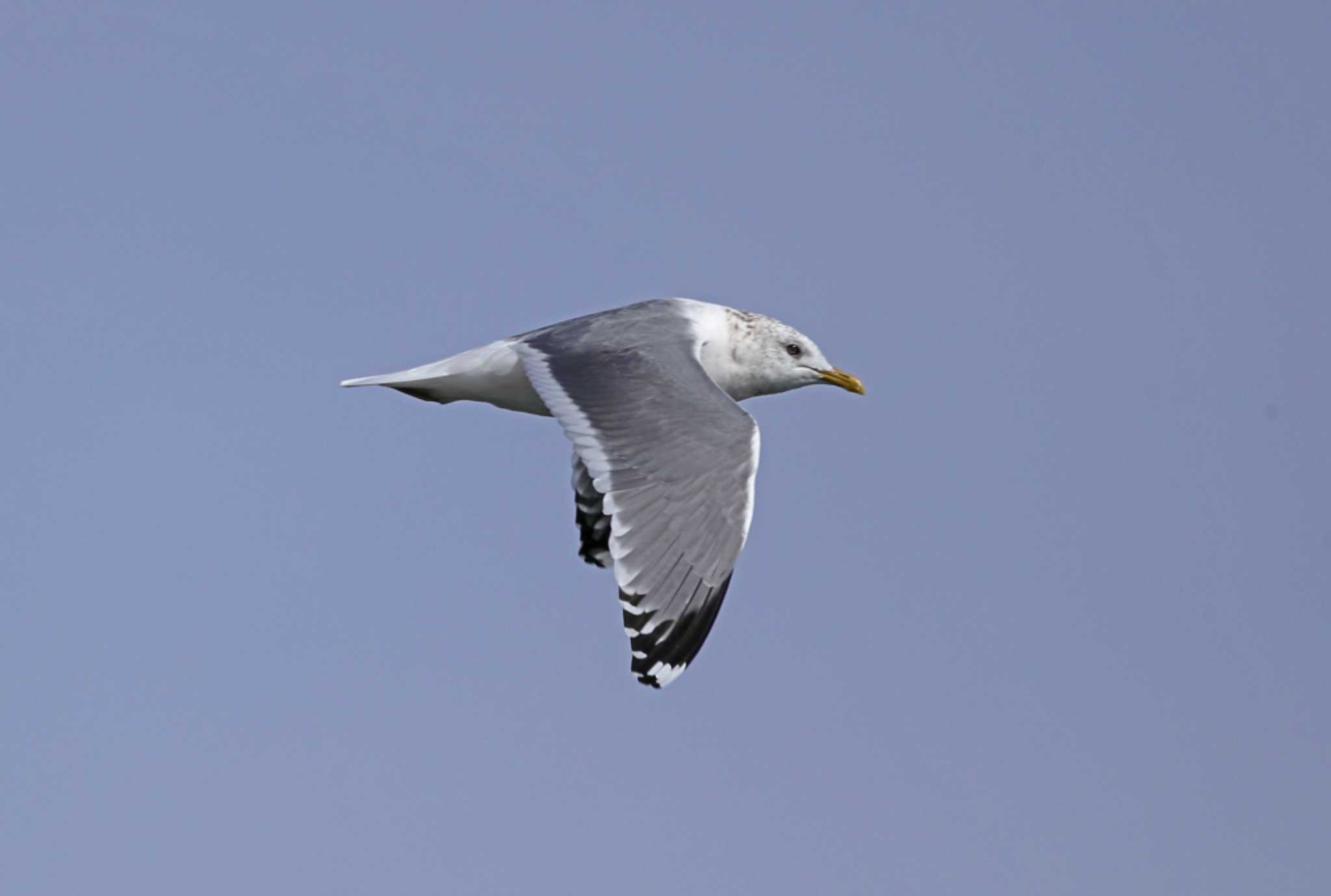 Common Gull