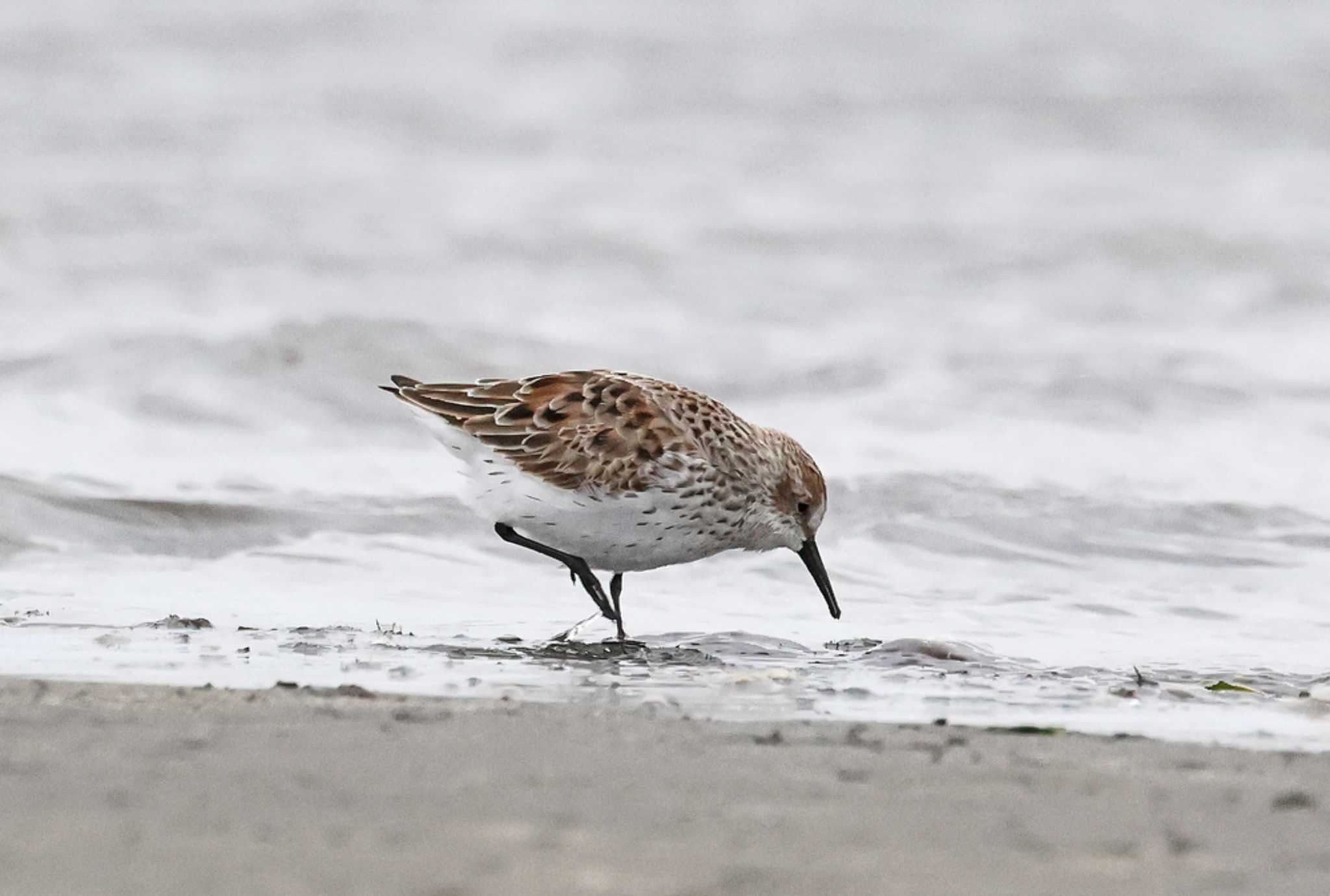 Photo of Western Sandpiper at Sambanze Tideland by yasu