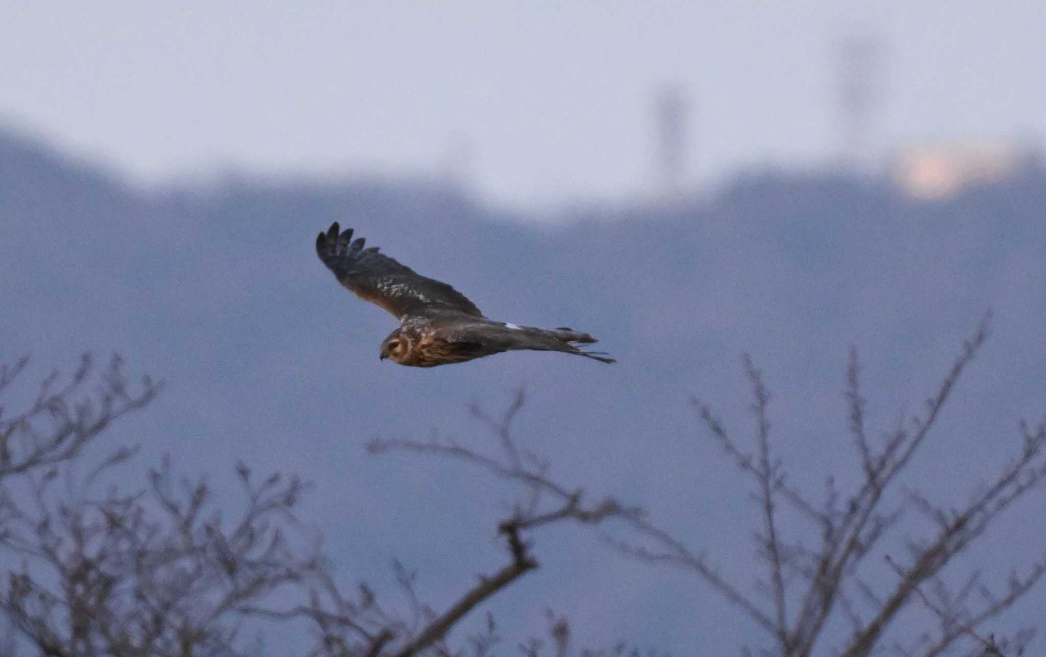 Photo of Hen Harrier at 平城宮跡 by コンちゃん