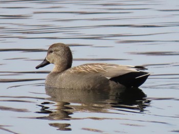 Gadwall 平の沢公園 Sat, 4/6/2024