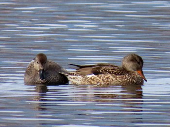 Gadwall 平の沢公園 Sat, 4/6/2024