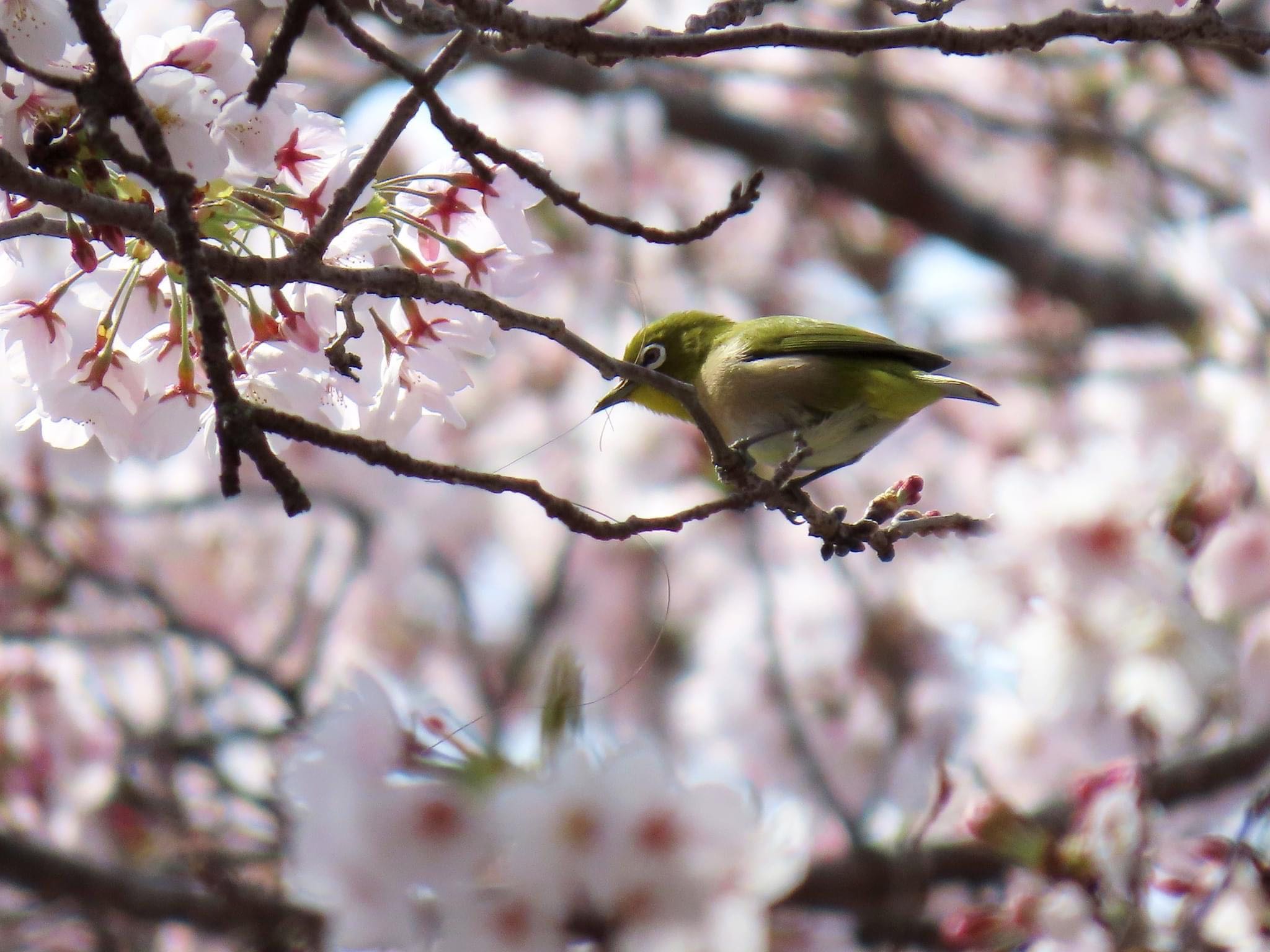 平の沢公園 メジロの写真 by えりにゃん店長