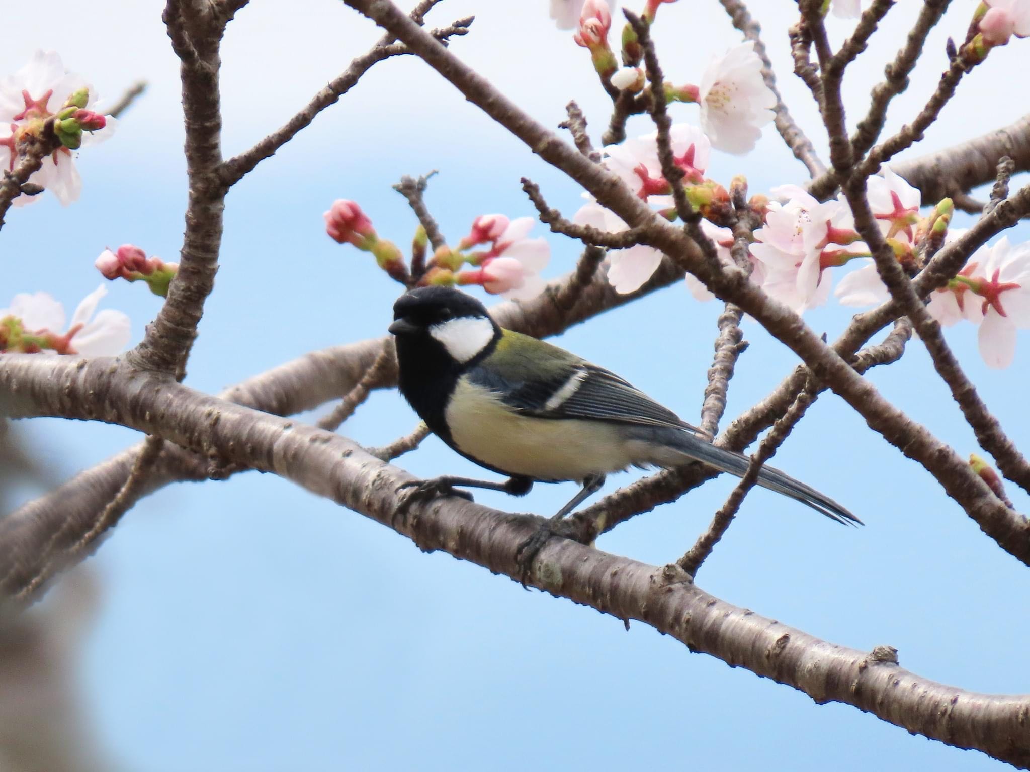 シジュウカラ