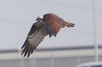 Sun, 4/7/2024 Birding report at 大阪府堺市 大和川
