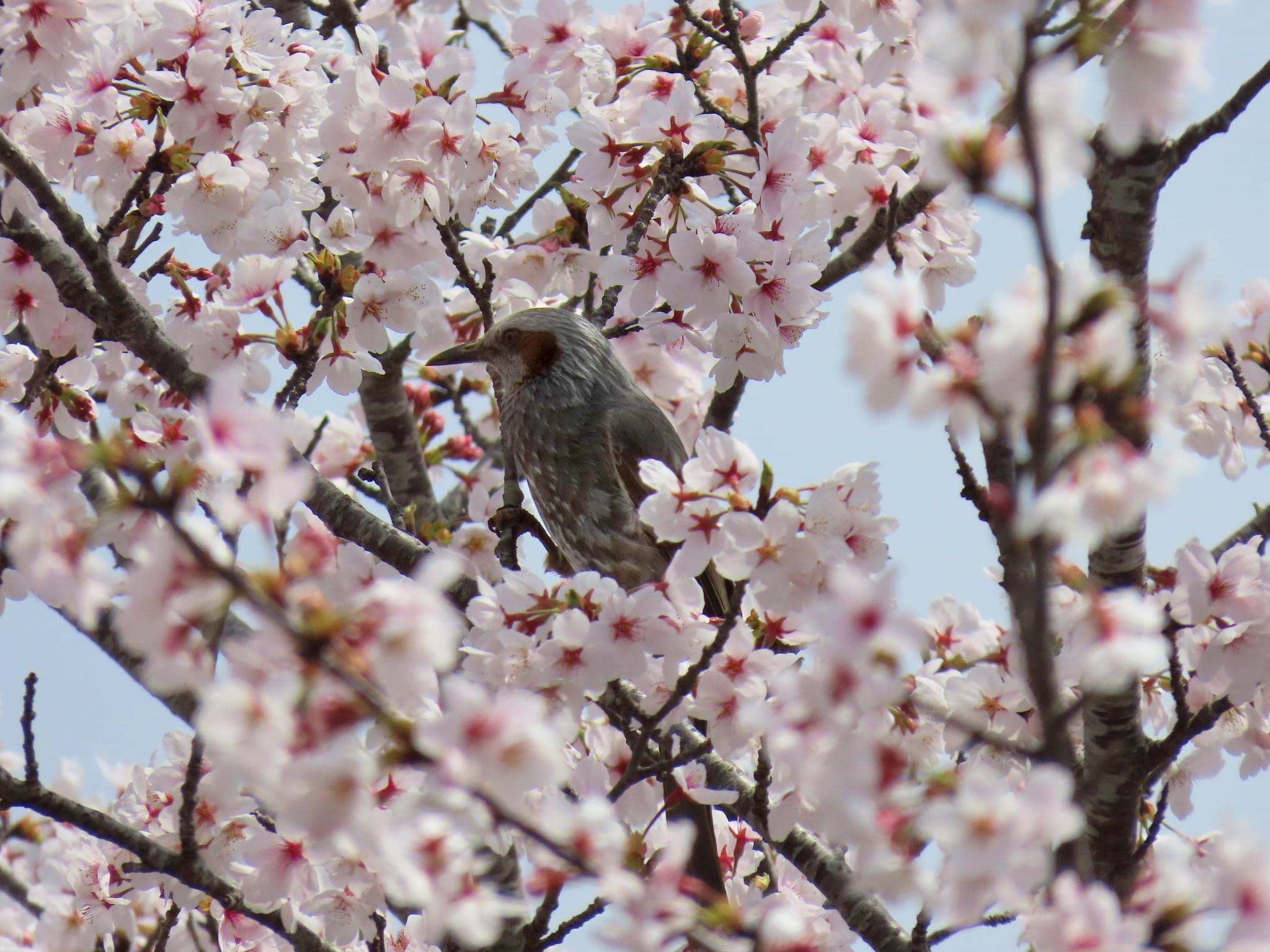 平の沢公園 ヒヨドリの写真 by えりにゃん店長