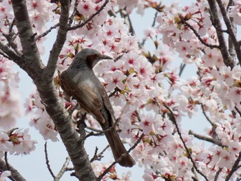 Sat, 4/6/2024 Birding report at 平の沢公園