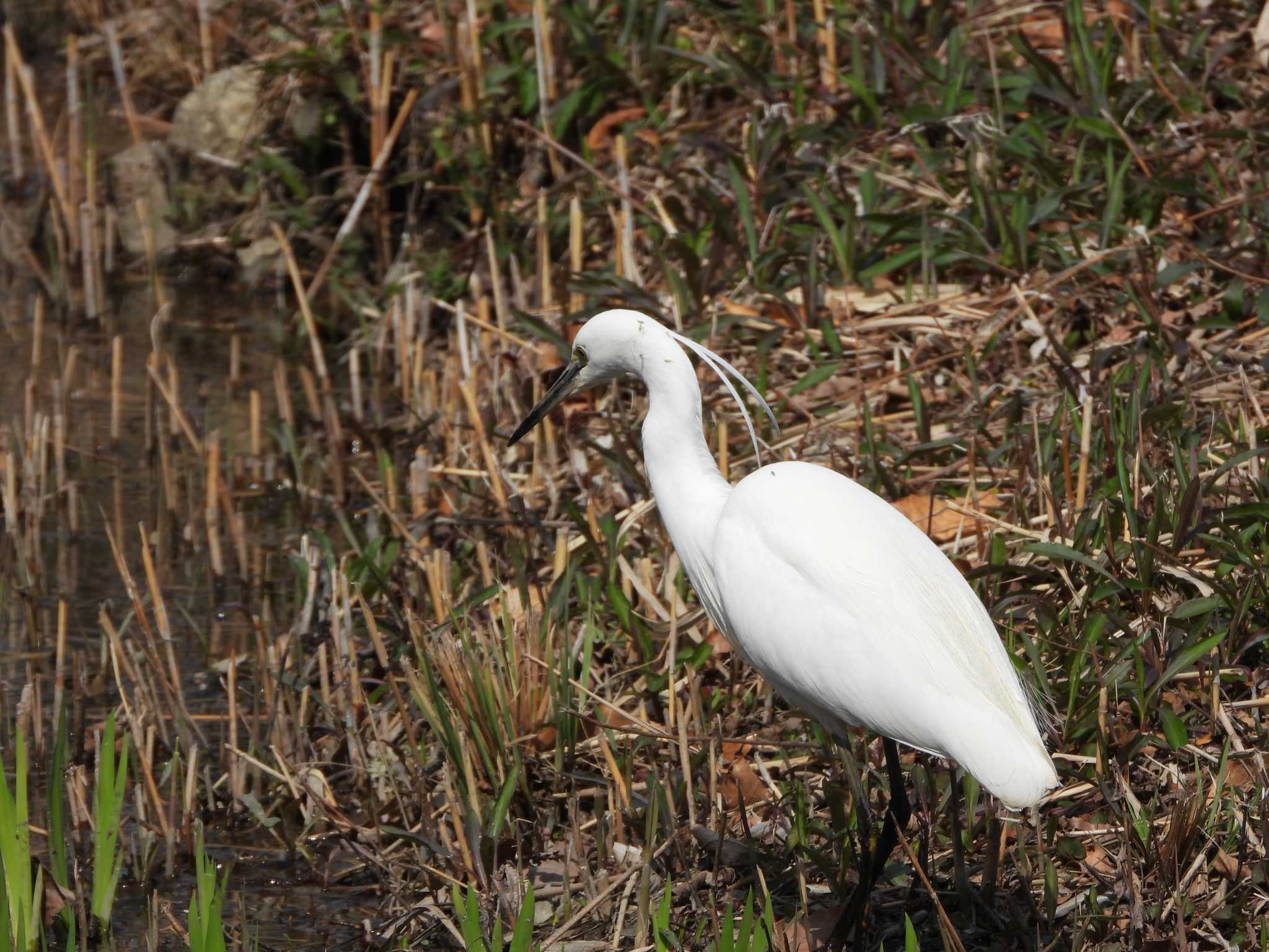 水元公園 コサギの写真 by ときちゃん（ibis）