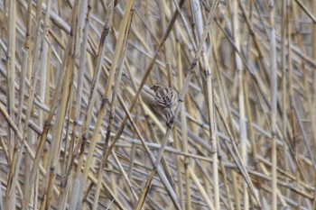 Common Reed Bunting 洞峰公園 Sun, 4/7/2024