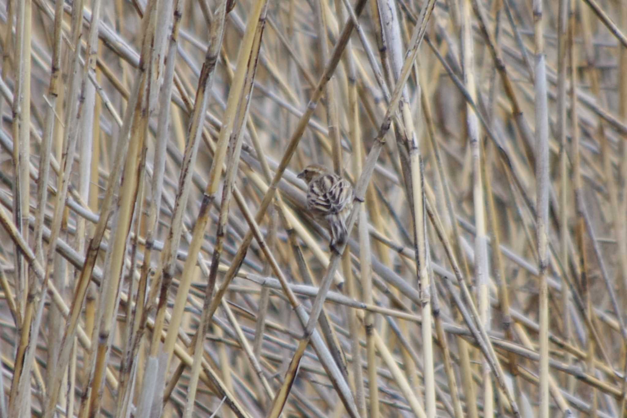 Common Reed Bunting