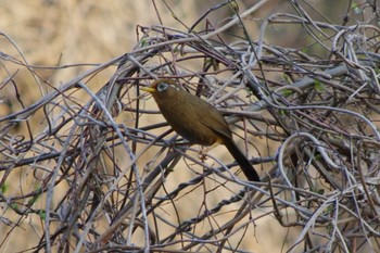 2024年4月7日(日) 洞峰公園の野鳥観察記録