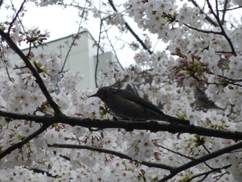 2024年4月5日(金) 目黒川の野鳥観察記録