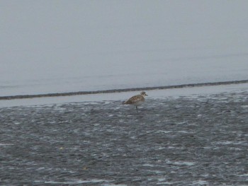 Grey Plover Sambanze Tideland Sun, 4/7/2024