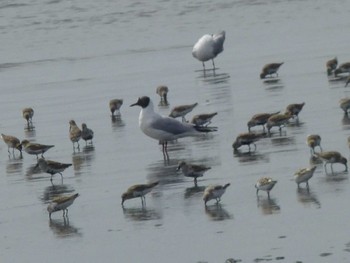 ユリカモメ ふなばし三番瀬海浜公園 2024年4月7日(日)